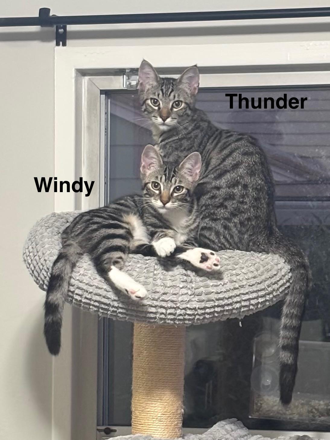 Enlarge Windy & Thunder (bonded pair), an adopted Domestic Short Hair in Redwood City, CA image 5/6