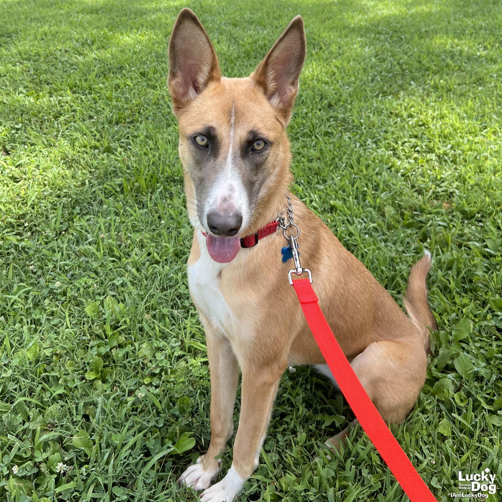 Zuri, Adopted, Young Female Shepherd & Cattle Dog.