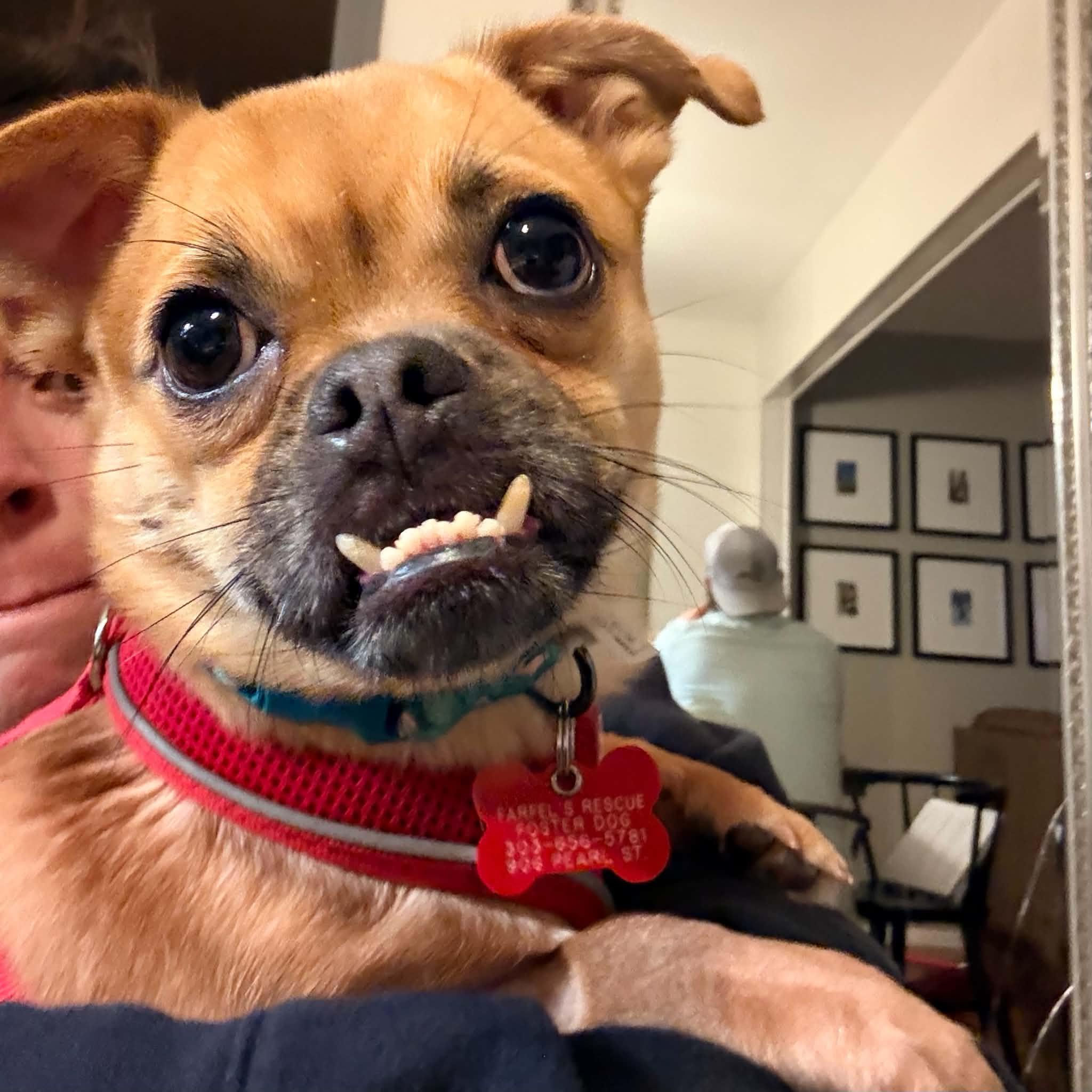 Enlarge Loki, a ADOPTABLE mixed breed in Boulder, CO image 6/6
