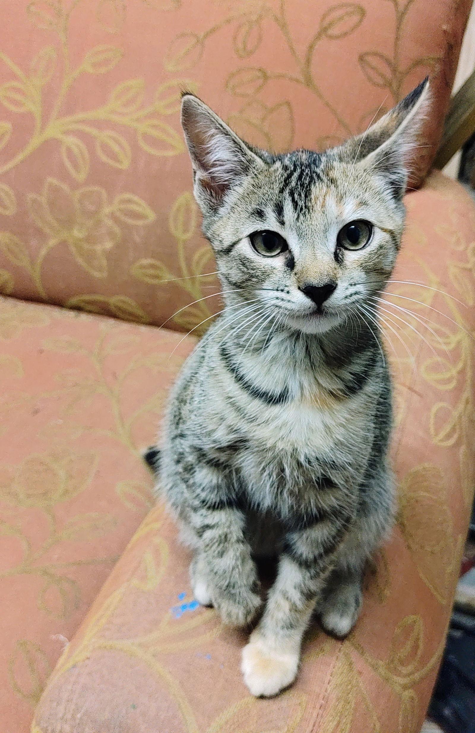 Eowyn, Adoptable, Young Female Torbie & Domestic Short Hair.
