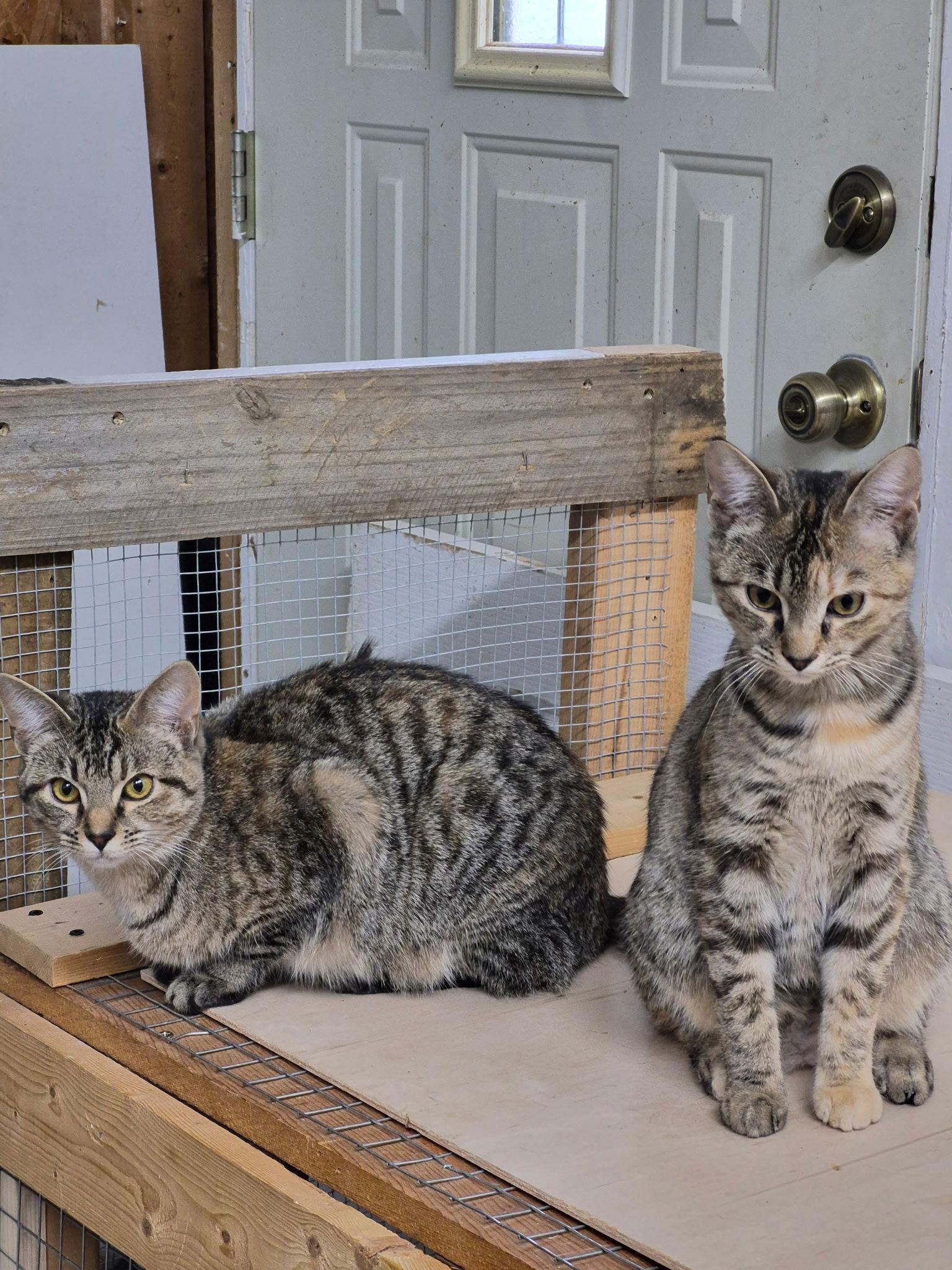 Enlarge Eowyn, a Adoptable mixed breed in Georgetown, KY image 2/3