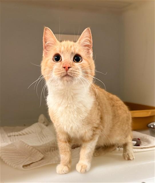 ROLAND, Adoptable, Kitten Male Domestic Short Hair.