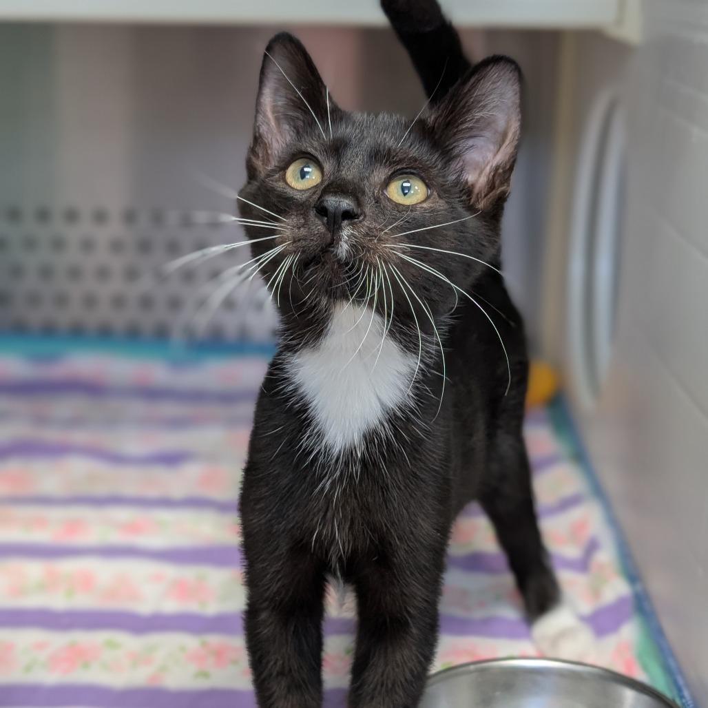 Barnacle Boy, Adoptable, Young Male Domestic Short Hair.
