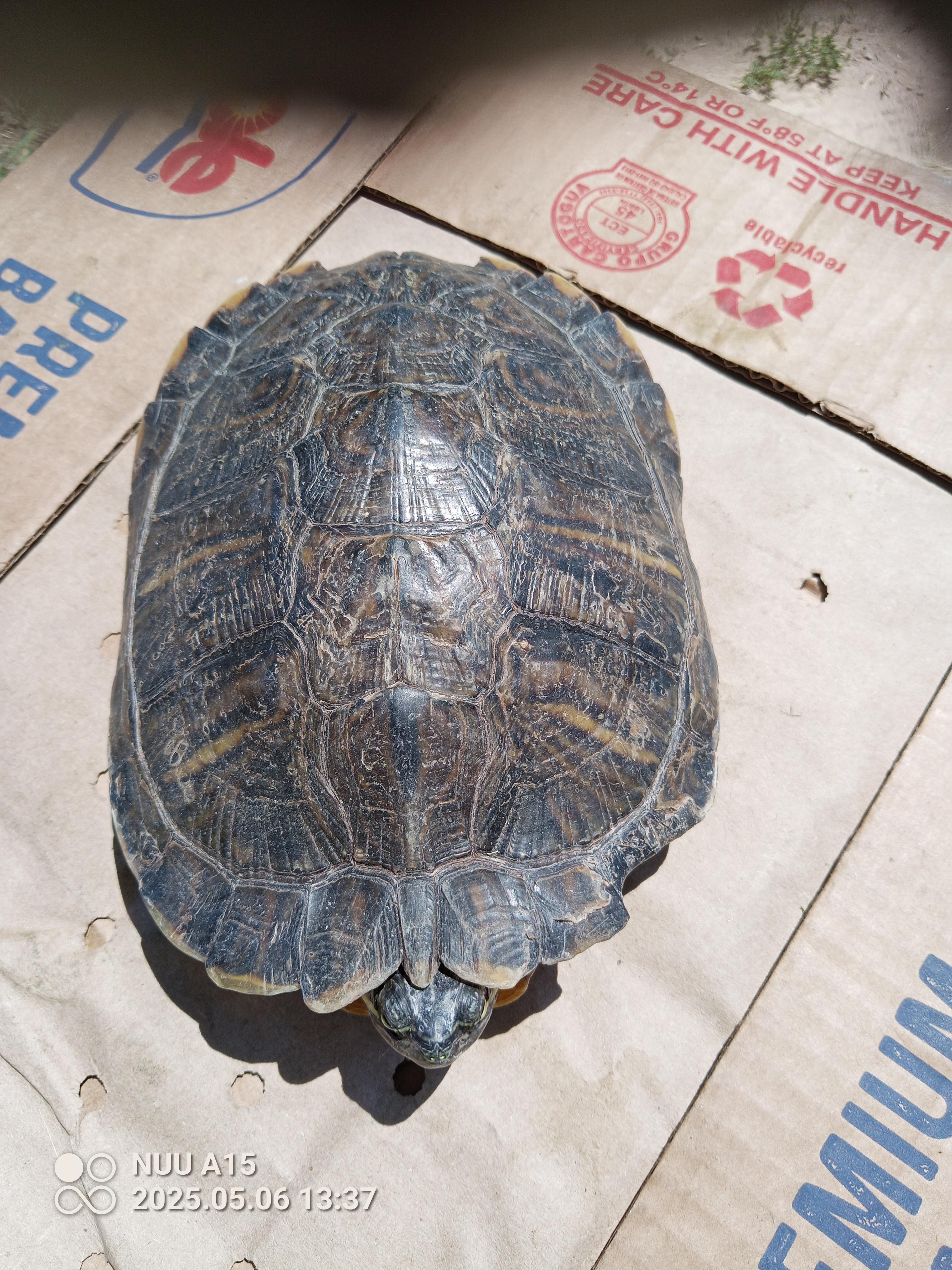 RES turtle 19-25, Adoptable, Adult Female Red-Eared Slider.