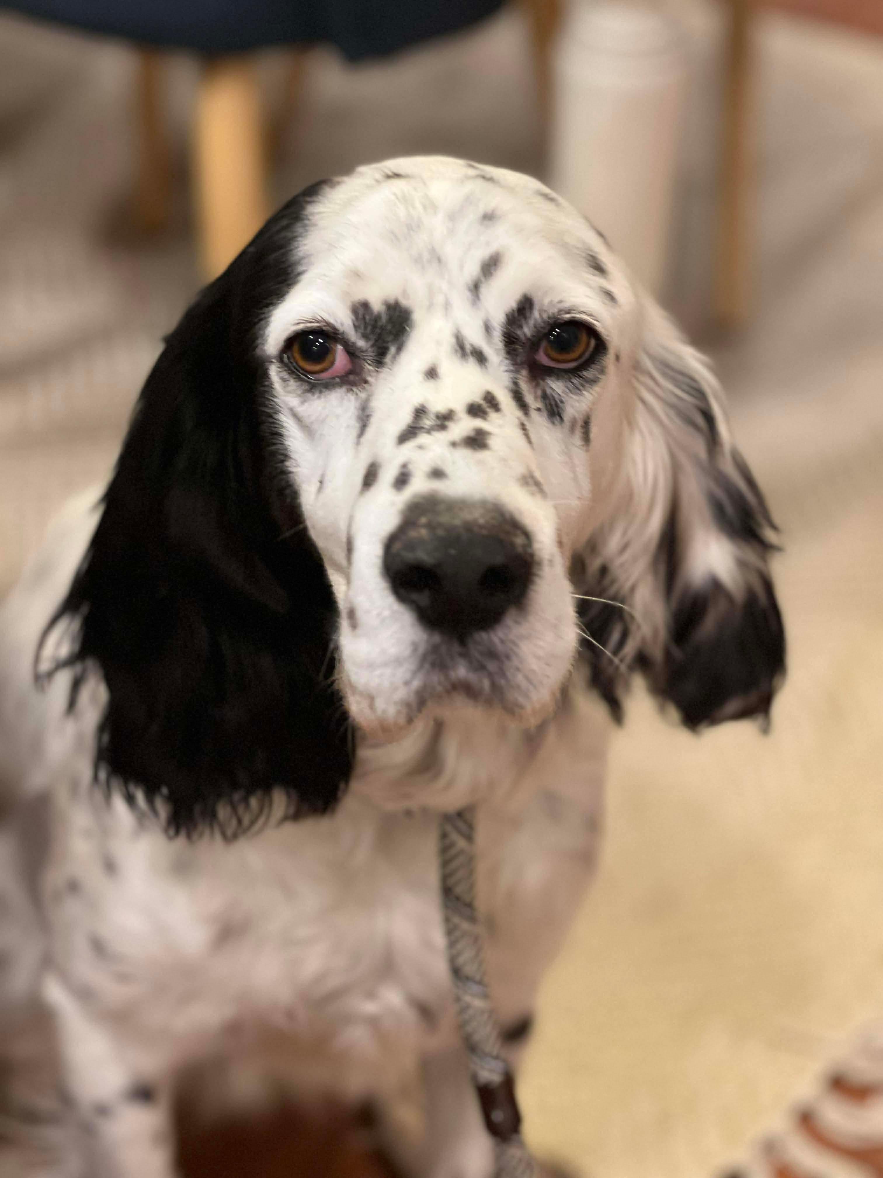 Enlarge Darlin, a Adoptable mixed breed in Washington, DC image 5/5