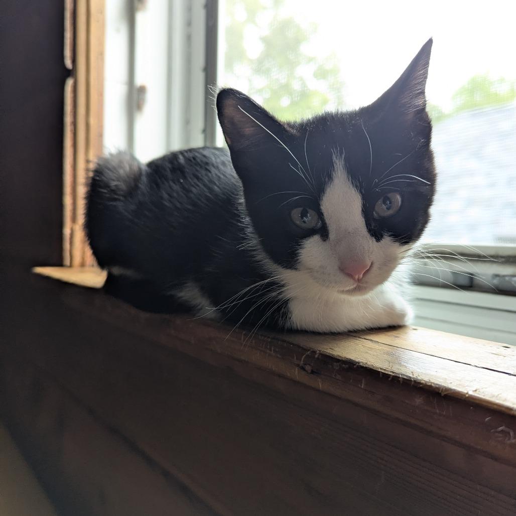 Lucy, Adoptable, Kitten Female Domestic Short Hair.