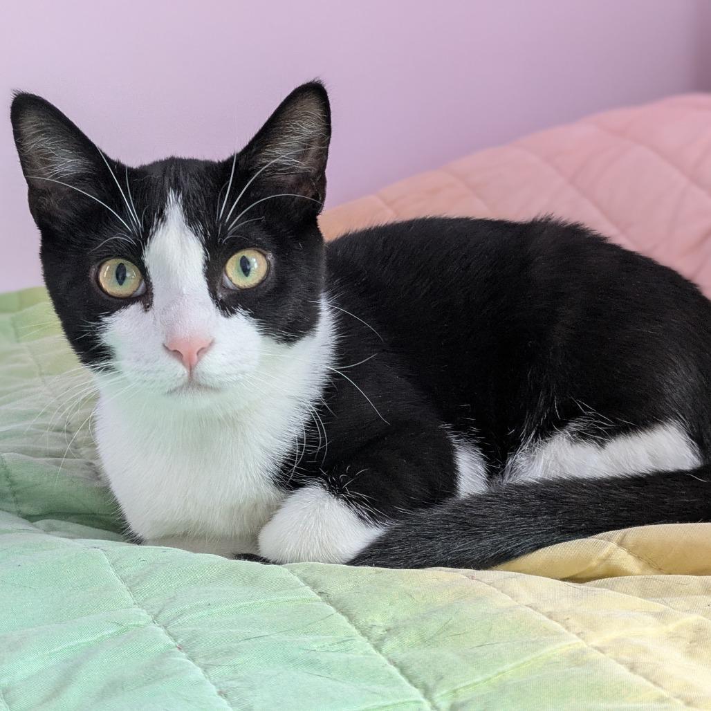 Enlarge Lucy, a Adoptable Domestic Short Hair in St. Paul, MN image 2/6