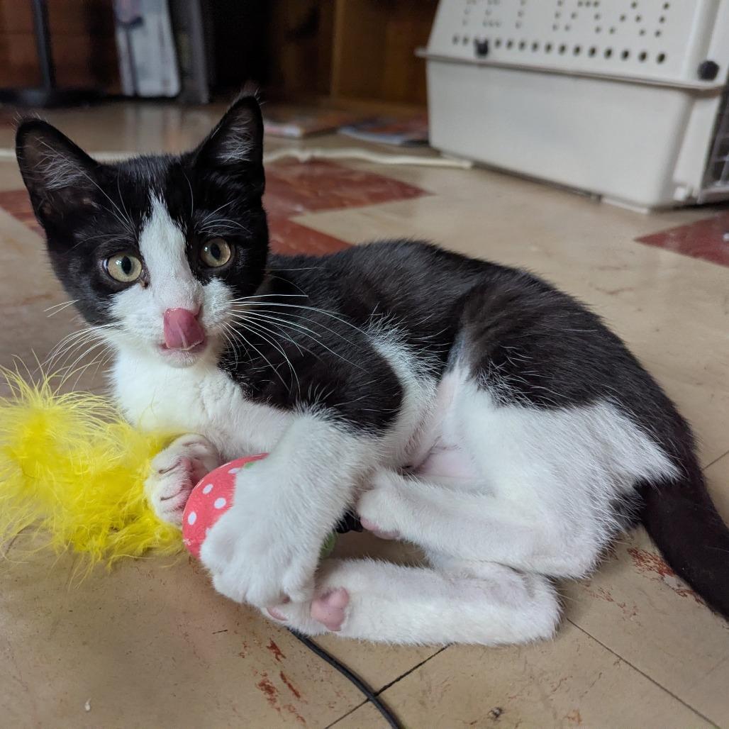 Lucy, a Adoptable Domestic Short Hair in St. Paul, MN image 4/6