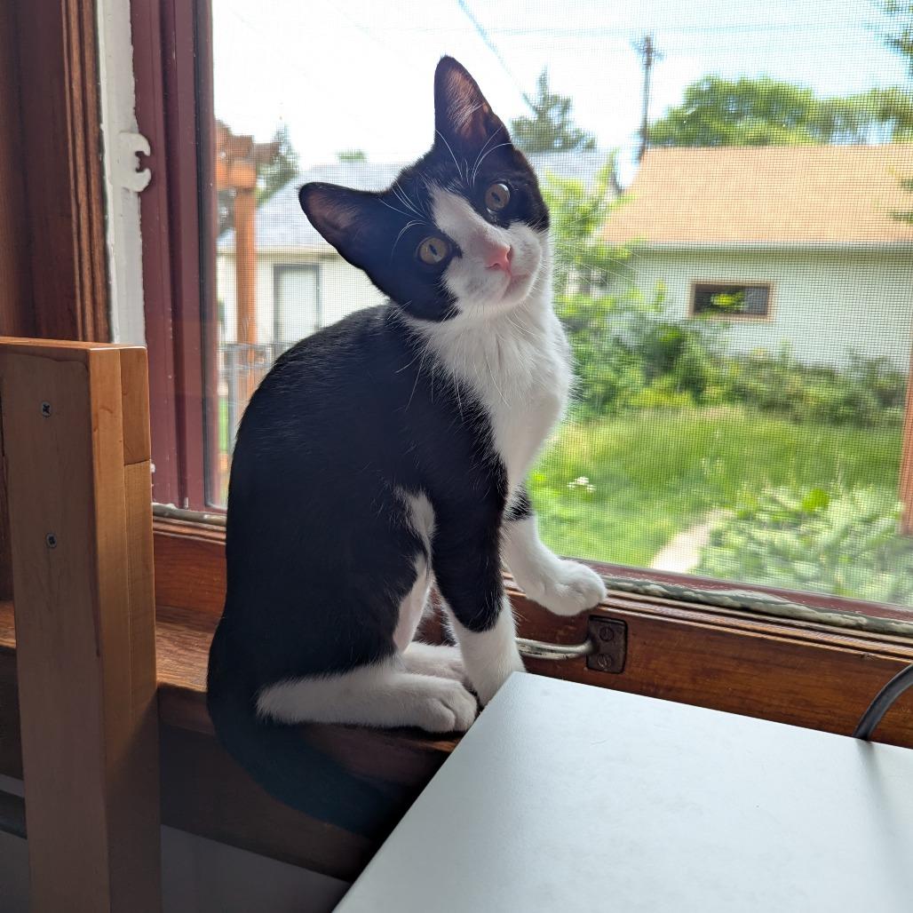 Lucy, a Adoptable Domestic Short Hair in St. Paul, MN image 5/6