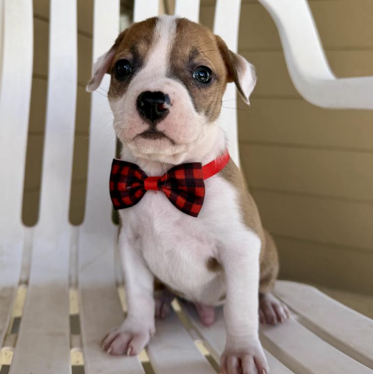 Cedar, ADOPTABLE, Puppy Male Boxer & Pit Bull Terrier.