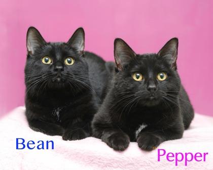Pepper, Adoptable, Adult Female Domestic Short Hair & Domestic Short Hair.