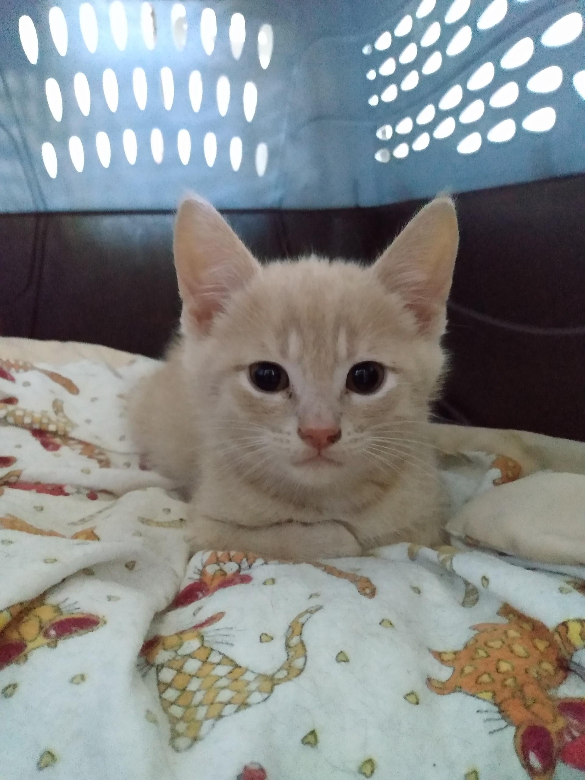 HERBIE, a Adoptable Tabby in Niagara on the Lake, ON image 1/2