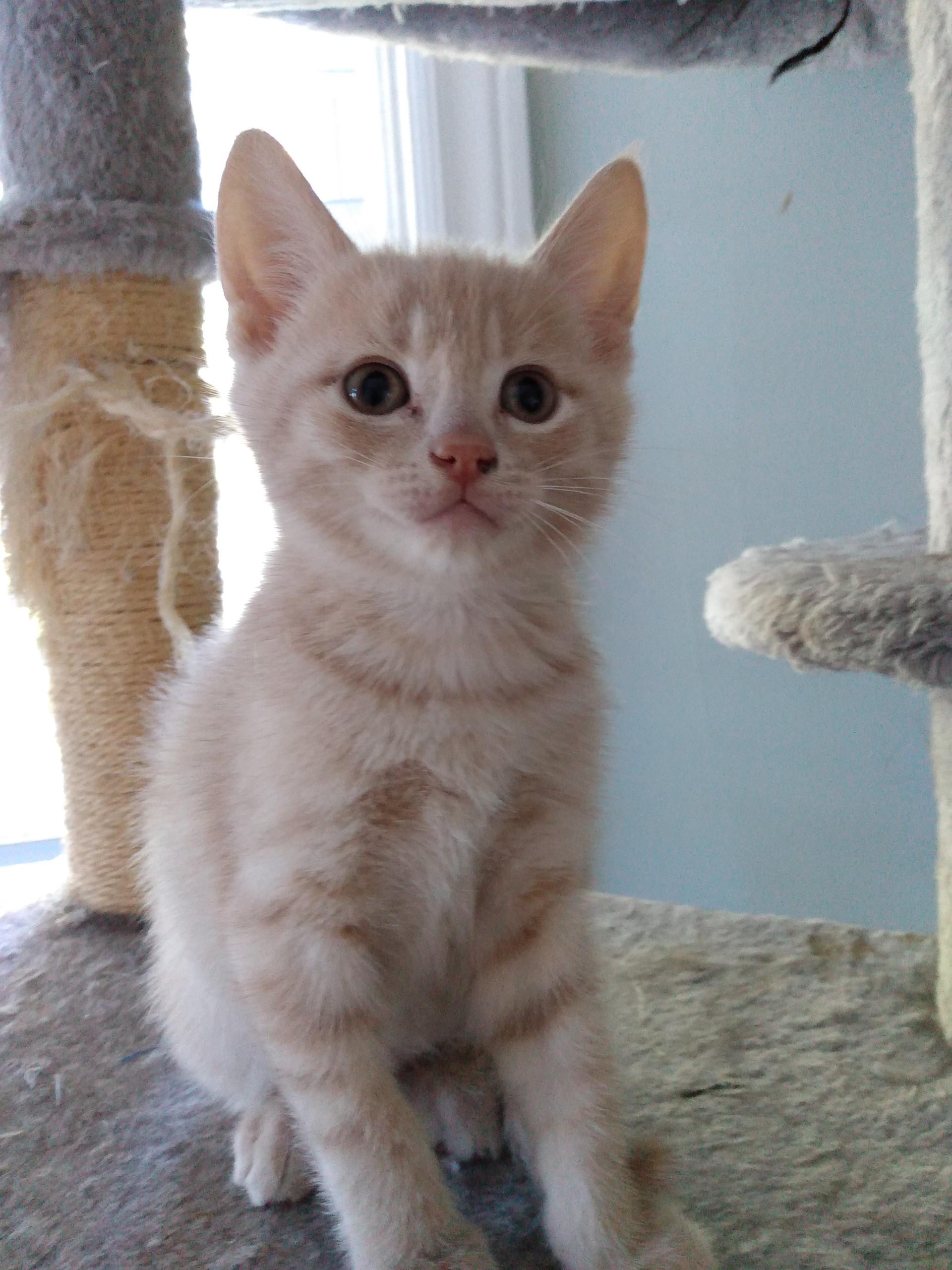 HERBIE, a Adoptable Tabby in Niagara on the Lake, ON image 2/2