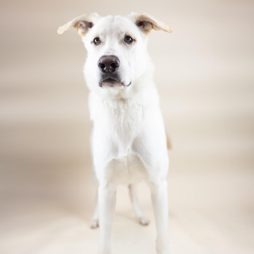 Enlarge Bianca, a Adoptable Mixed Breed in Portland, OR image 1/1