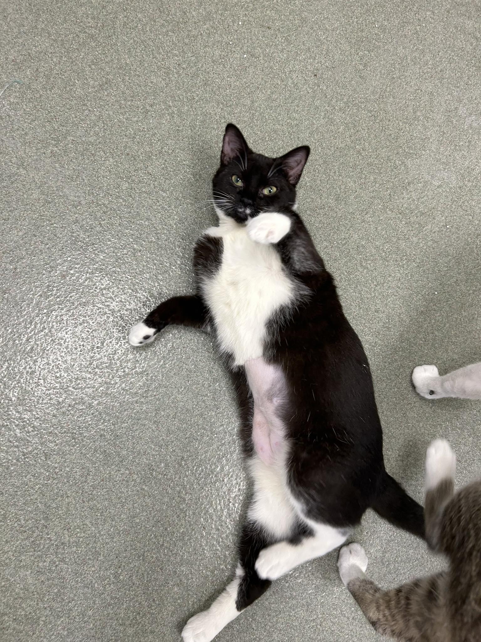 Lucy Bell, ADOPTABLE, Young Female American Shorthair.