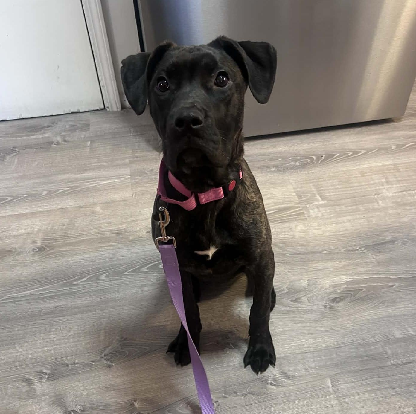 Enlarge Nyssa , an adopted mixed breed in China Township, MI image 5/6