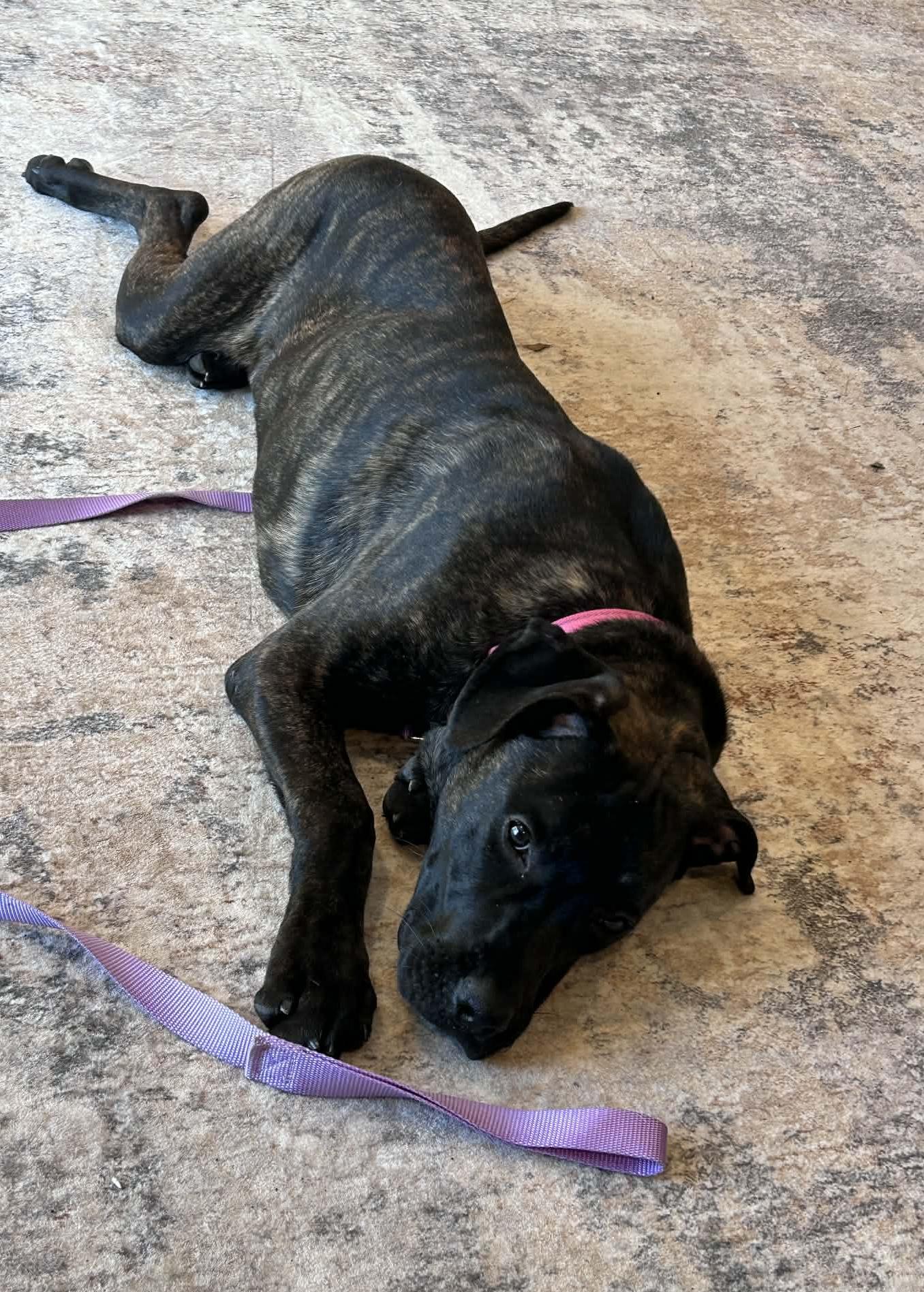 Enlarge Nyssa , an adopted mixed breed in China Township, MI image 3/6