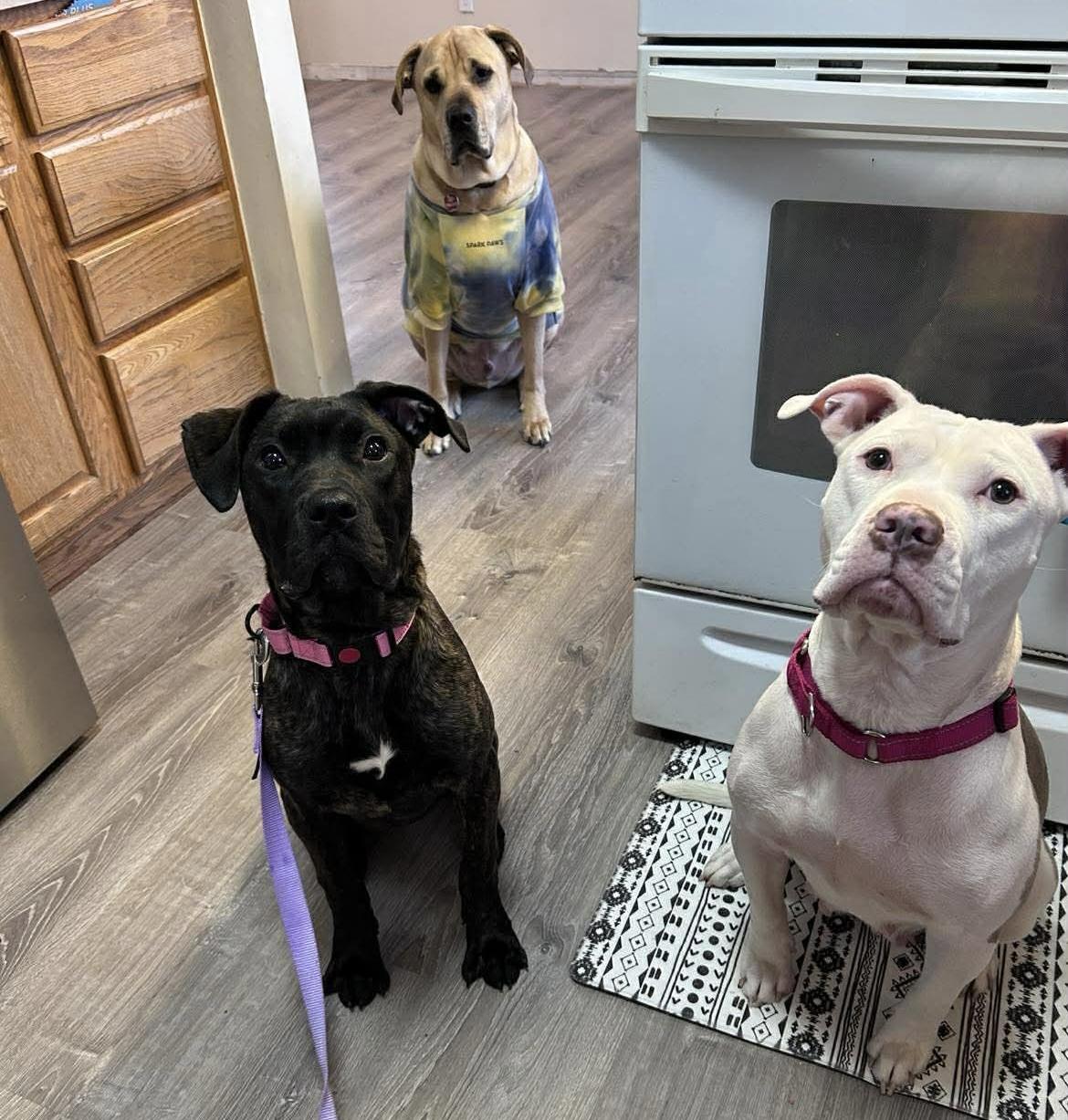 Enlarge Nyssa , an adopted mixed breed in China Township, MI image 4/6