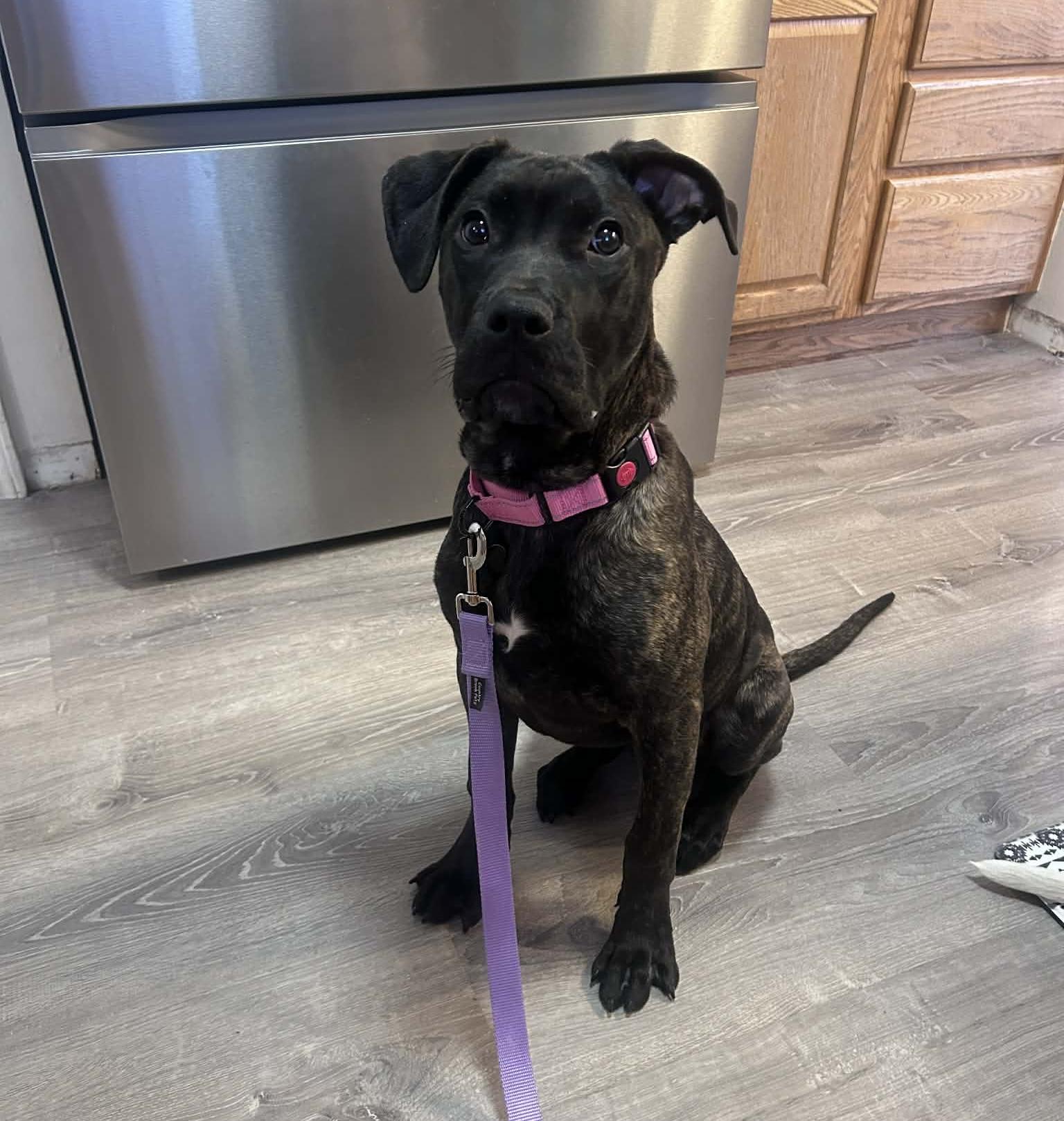 Nyssa , adopted, Puppy Female Presa Canario.
