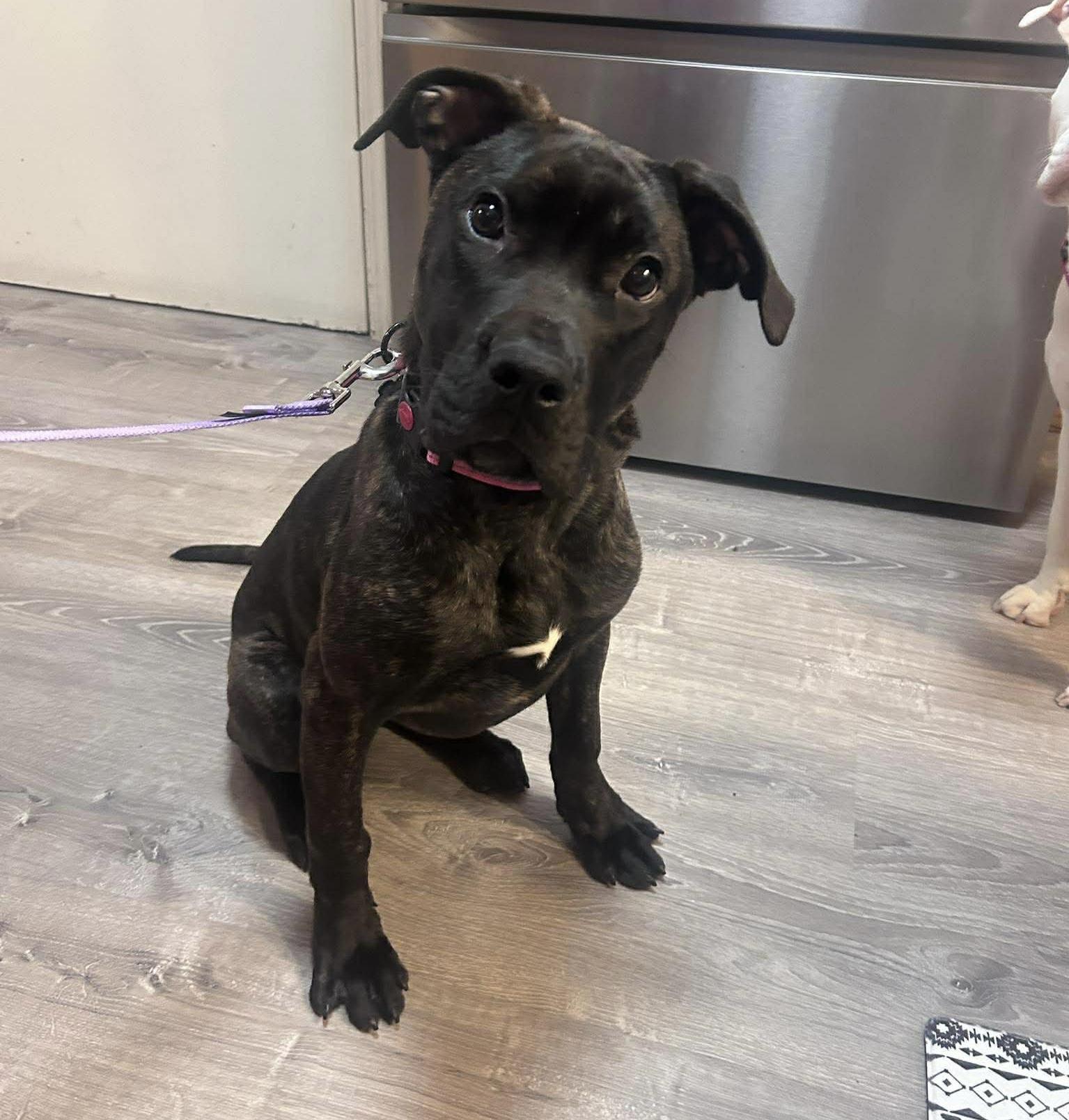 Enlarge Nyssa , an adopted mixed breed in China Township, MI image 2/6