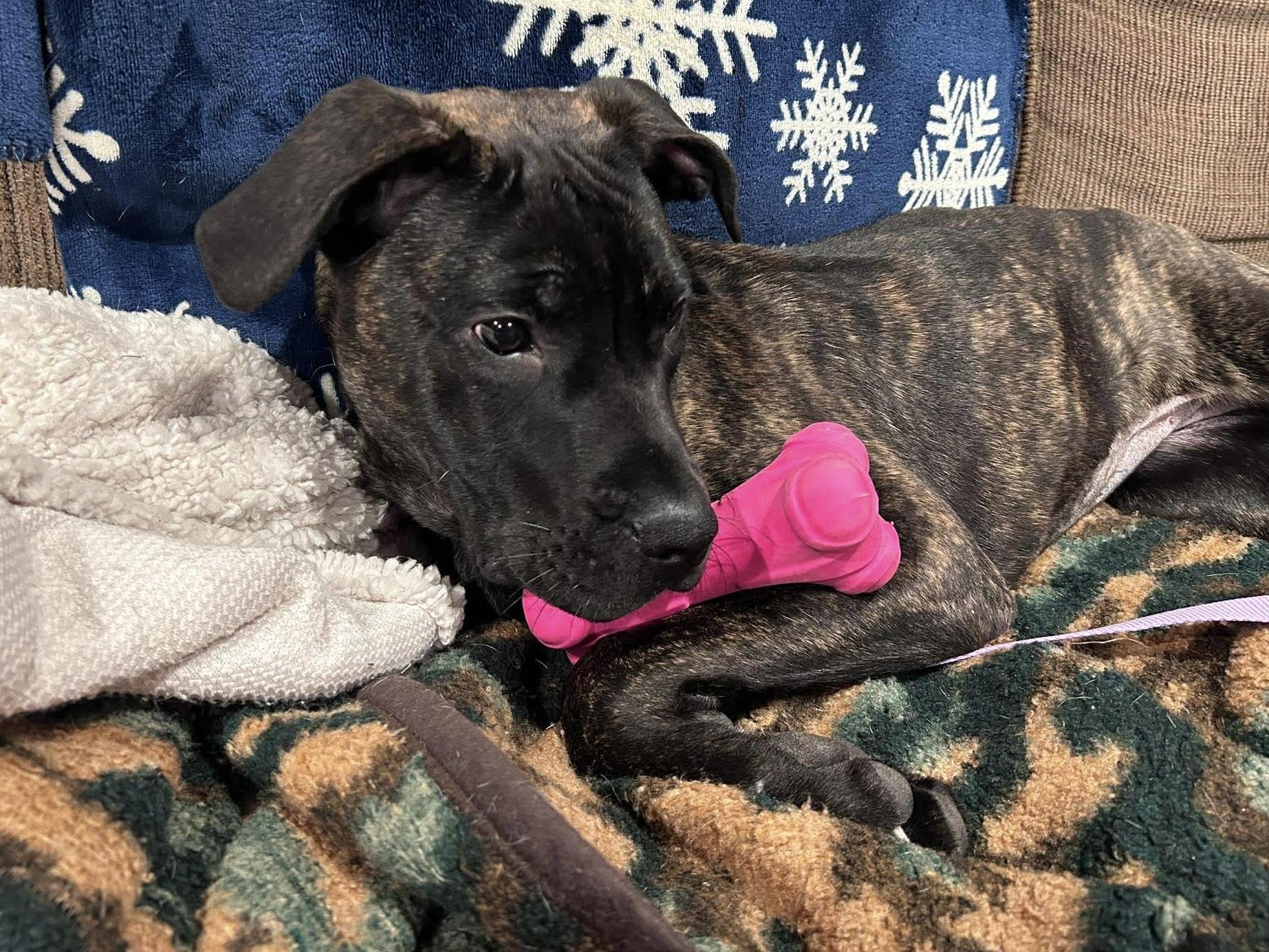 Enlarge Nyssa , an adopted mixed breed in China Township, MI image 6/6