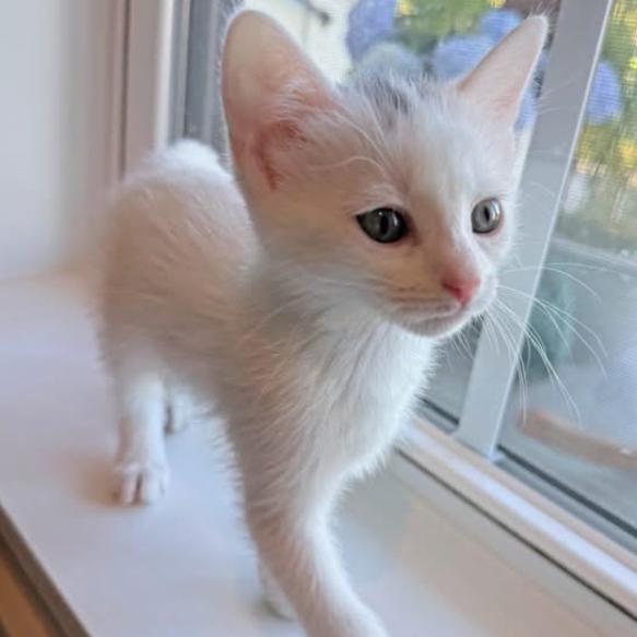Ruby, a Adoptable Domestic Short Hair in Charlottesville, VA image 2/6