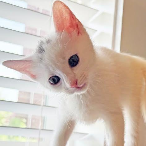 Ruby, a Adoptable Domestic Short Hair in Charlottesville, VA image 3/6