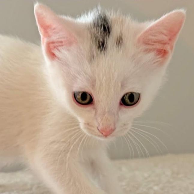 Ruby, a Adoptable Domestic Short Hair in Charlottesville, VA image 4/6