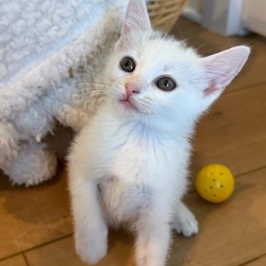 Ruby, a Adoptable Domestic Short Hair in Charlottesville, VA image 5/6