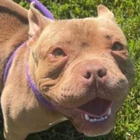 Chewbarka, Adoptable, Adult Male American Bulldog & Mixed Breed.