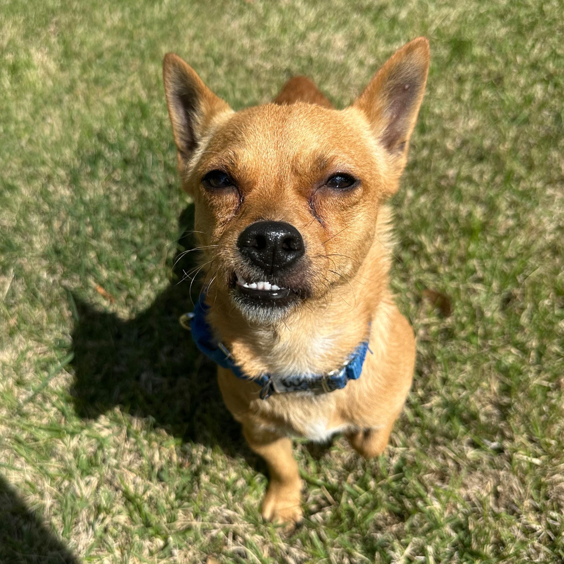 Wyatt, an adopted mixed breed in Bellefonte, PA image 6/6