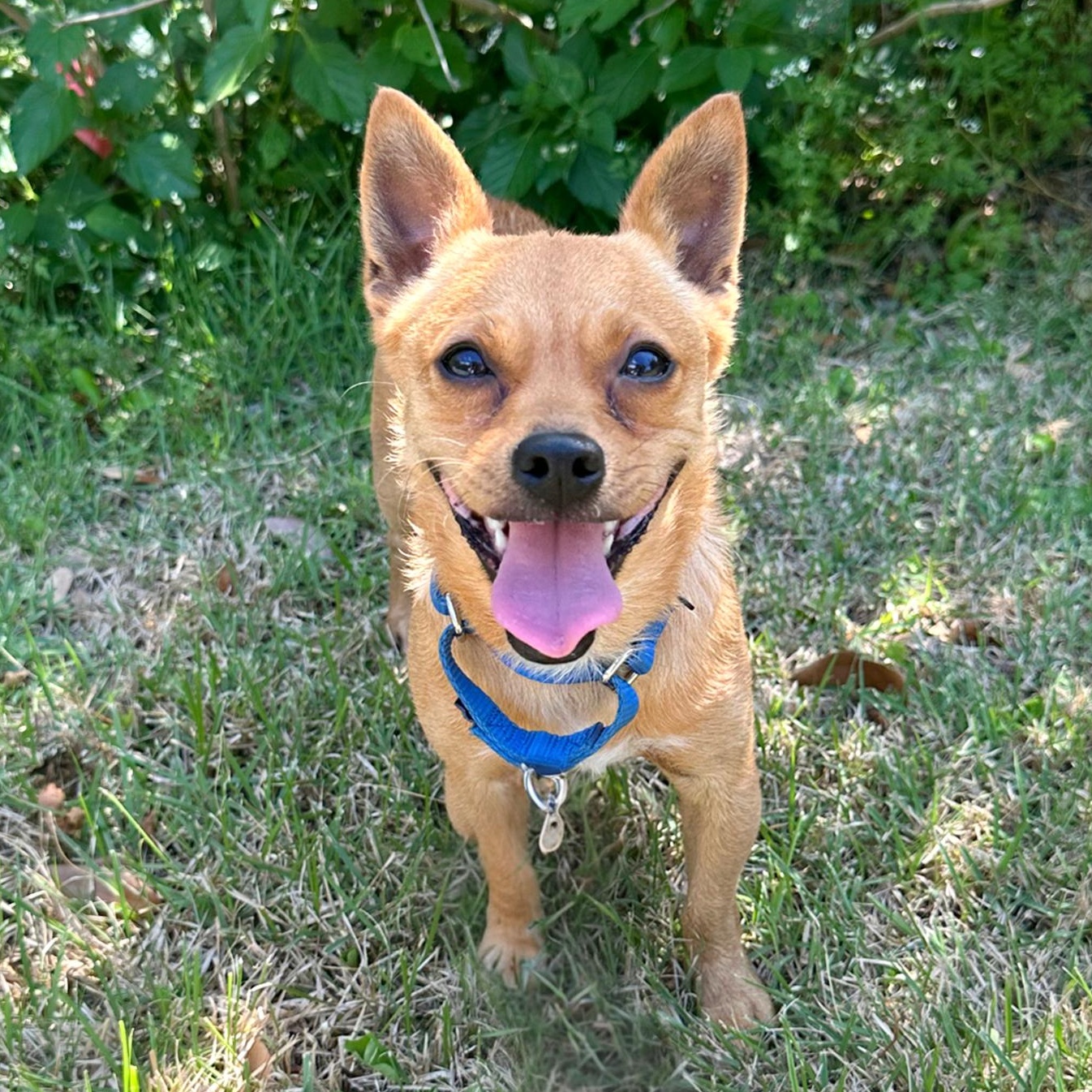 Wyatt, an adopted mixed breed in Bellefonte, PA image 4/6