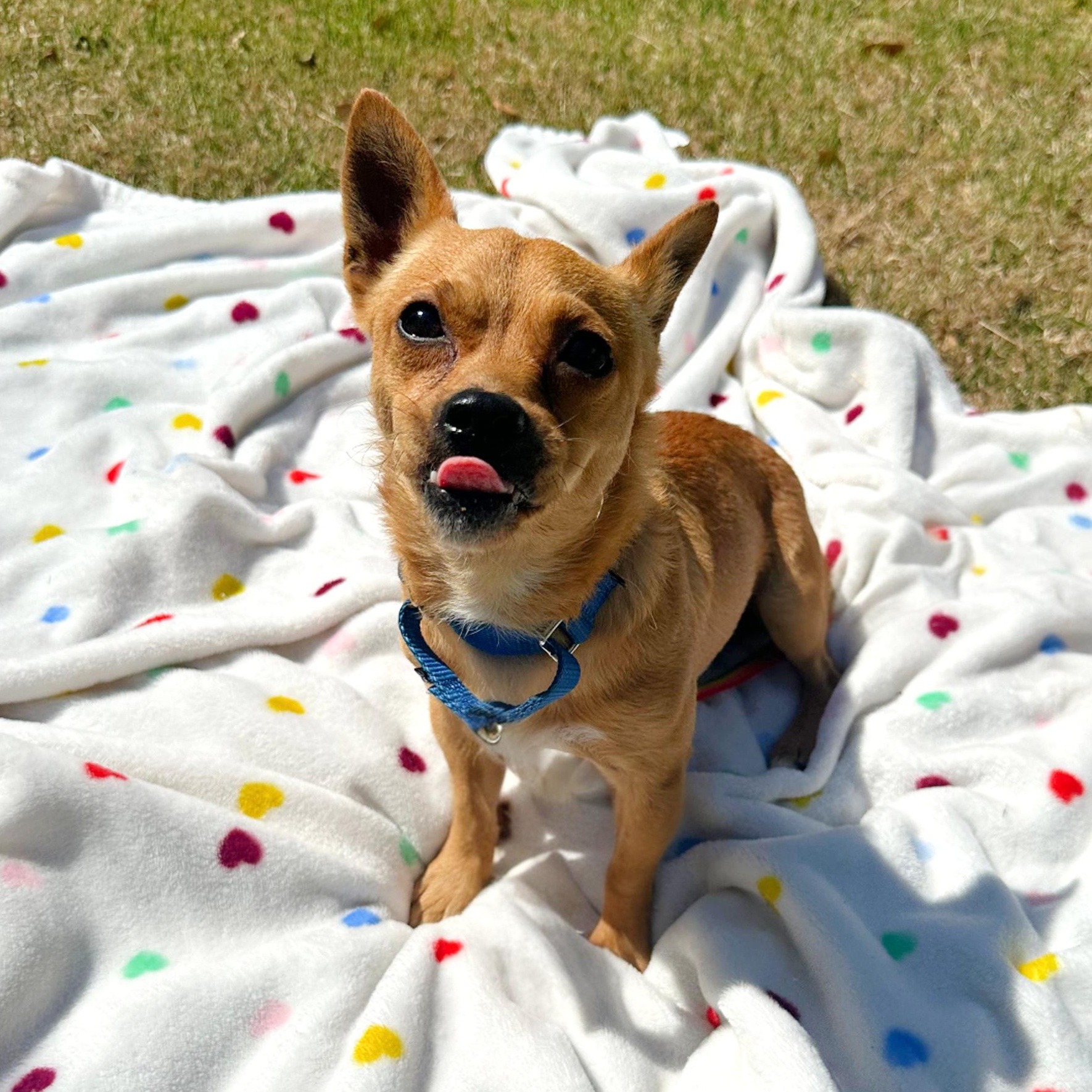 Wyatt, an adopted mixed breed in Bellefonte, PA image 5/6