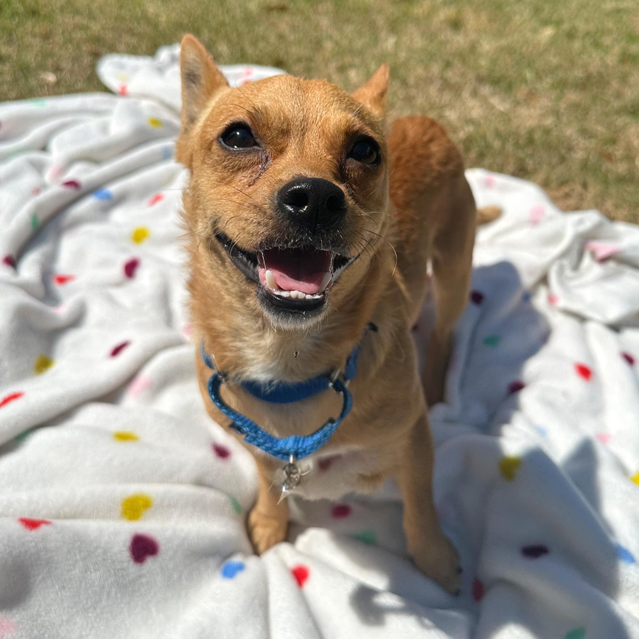 Wyatt, an adopted mixed breed in Bellefonte, PA image 2/6