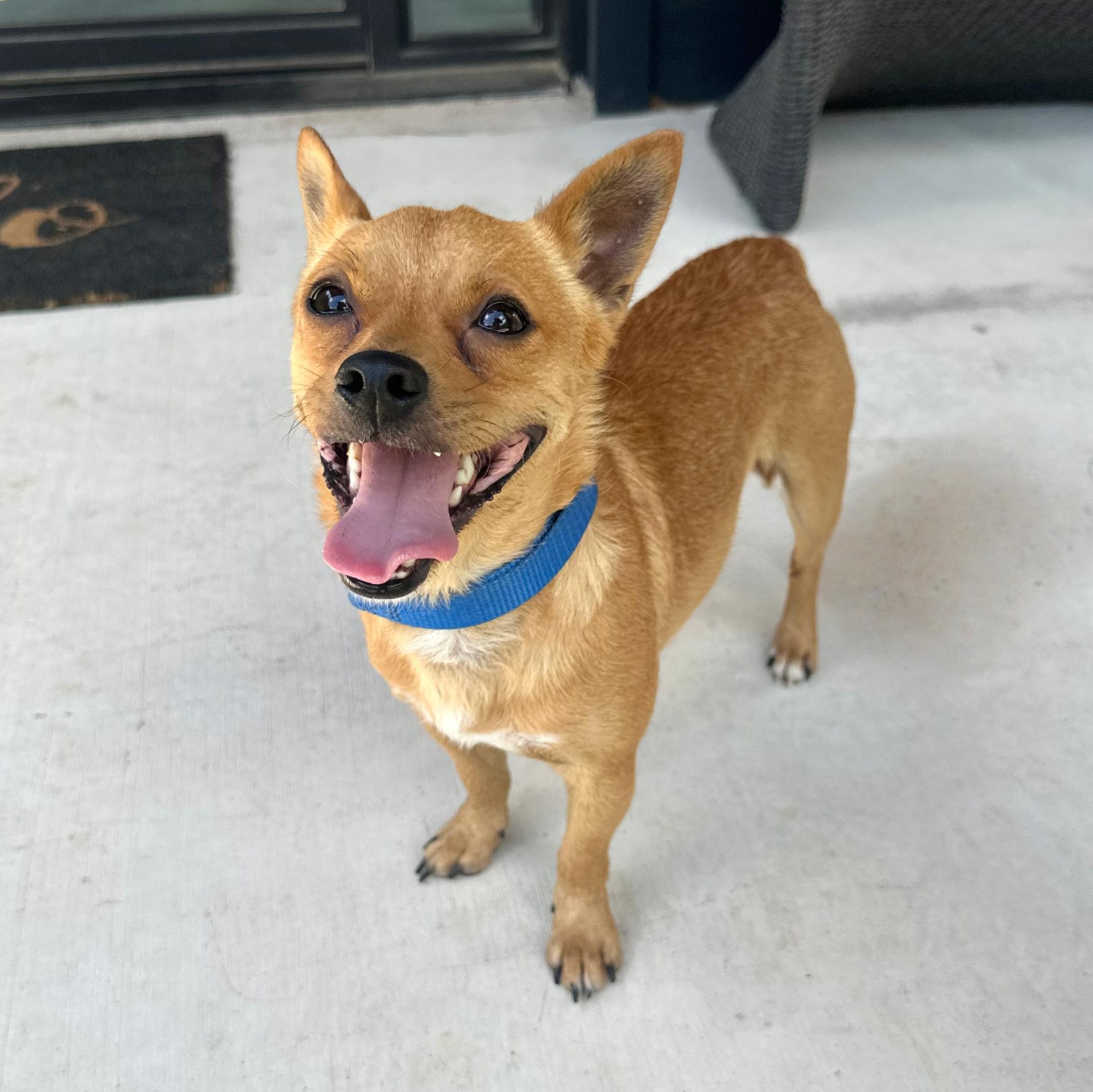 Wyatt, an adopted mixed breed in Bellefonte, PA image 3/6