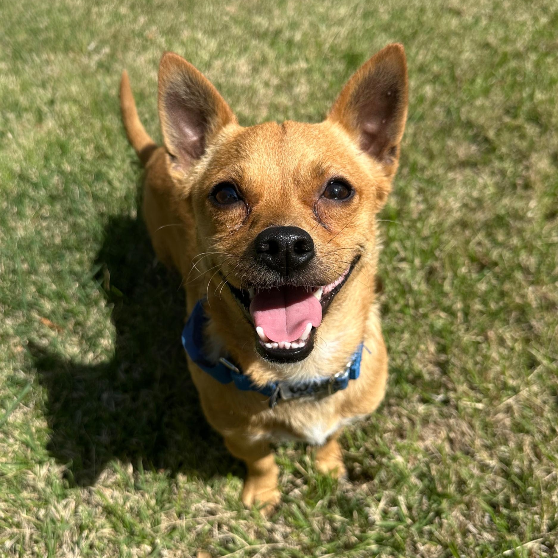 Wyatt, an adopted mixed breed in Bellefonte, PA image 1/6