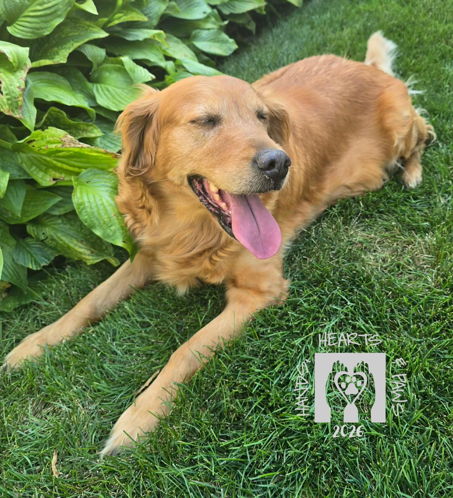 Lynden, ADOPTABLE, Senior Female Golden Retriever.