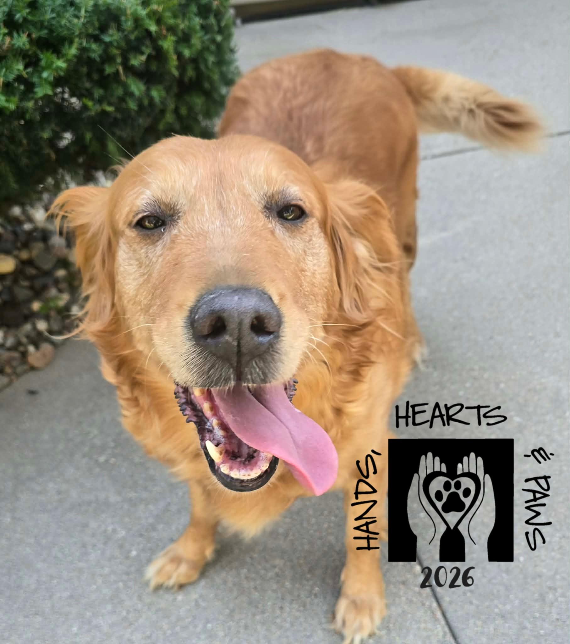 Lynden, a ADOPTABLE Golden Retriever in Omaha, NE image 2/2