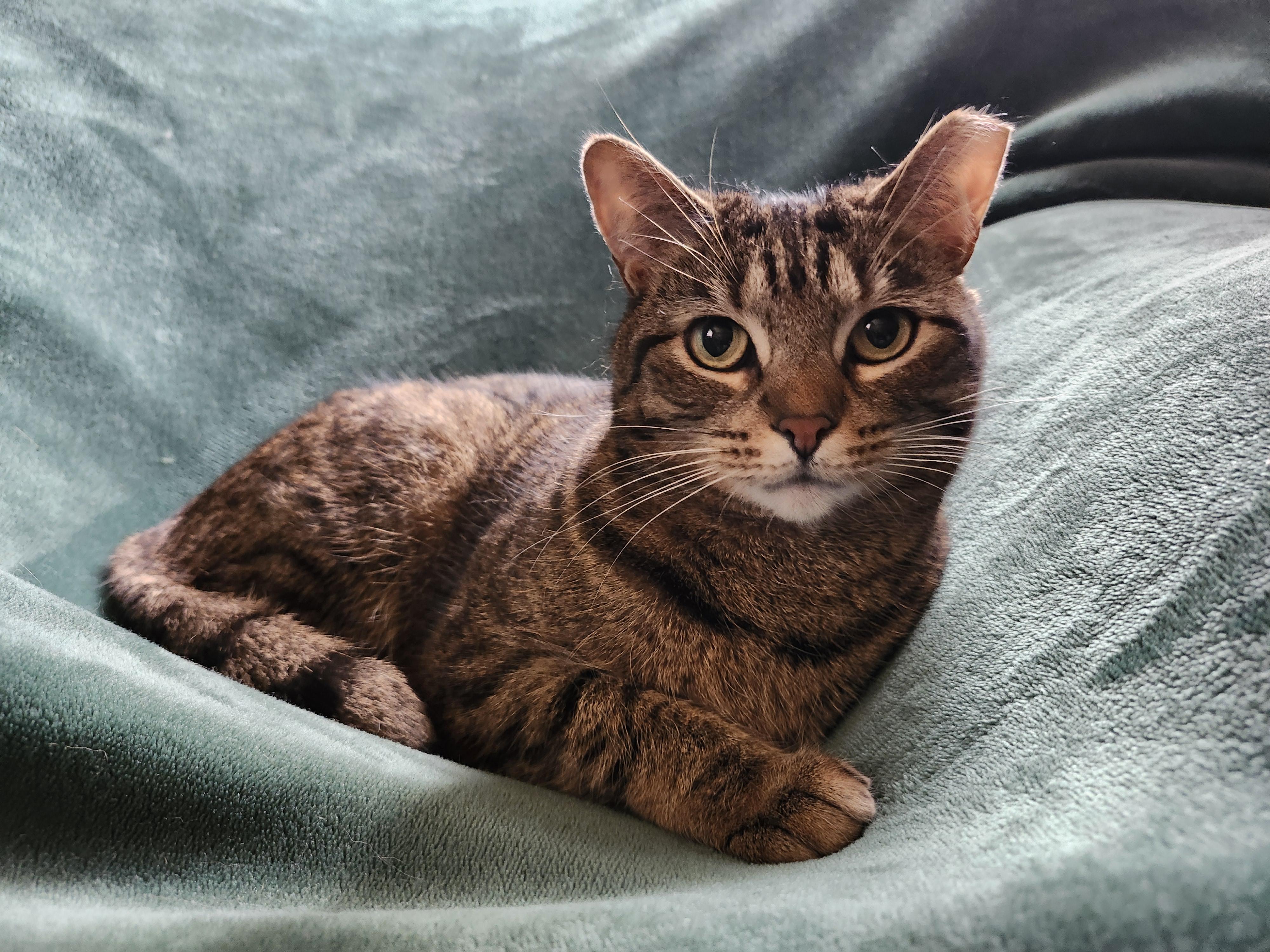 Ruby Lue, Adoptable, Adult Female Domestic Short Hair.