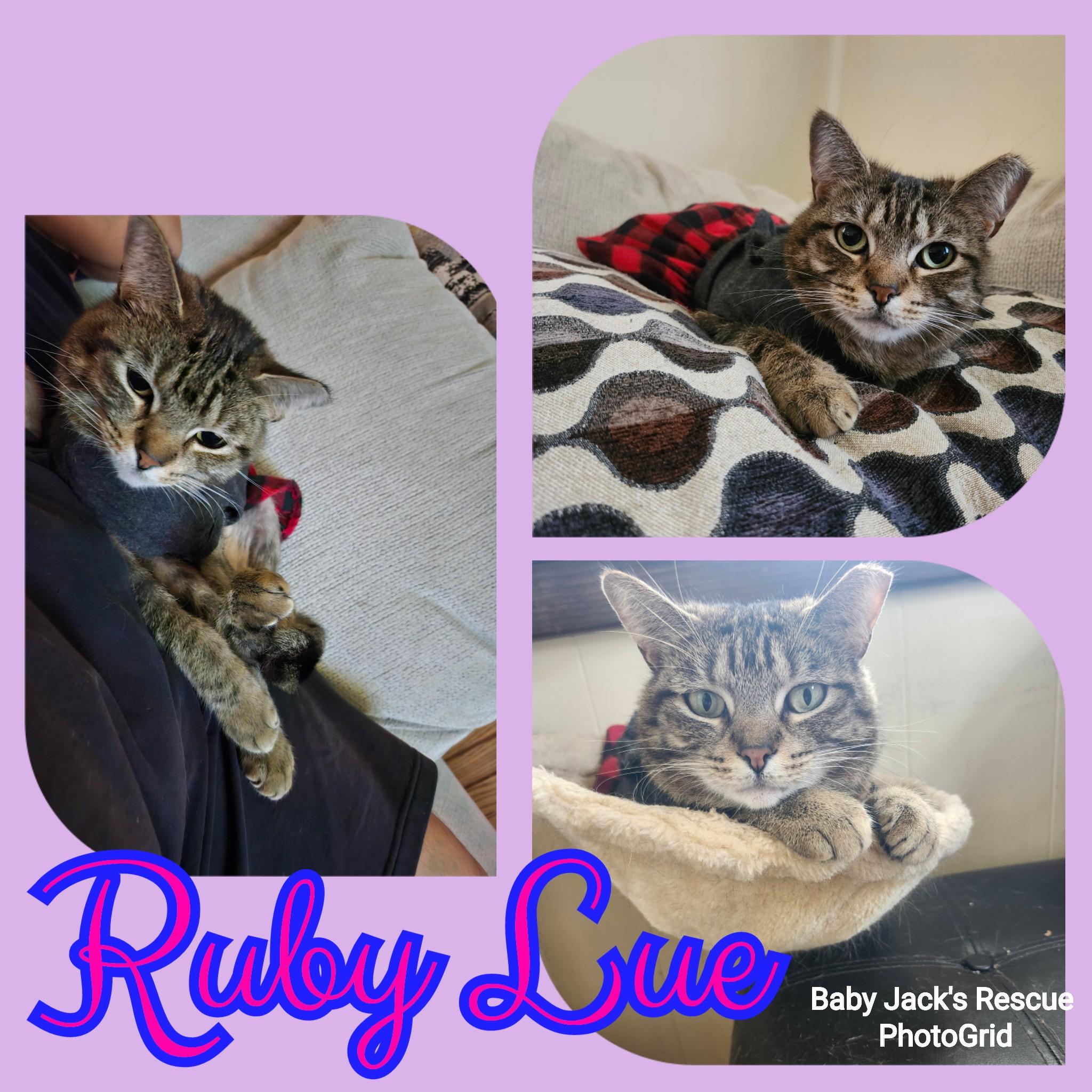 Enlarge Ruby Lue, a Adoptable Domestic Short Hair in Shippensburg , PA image 2/5