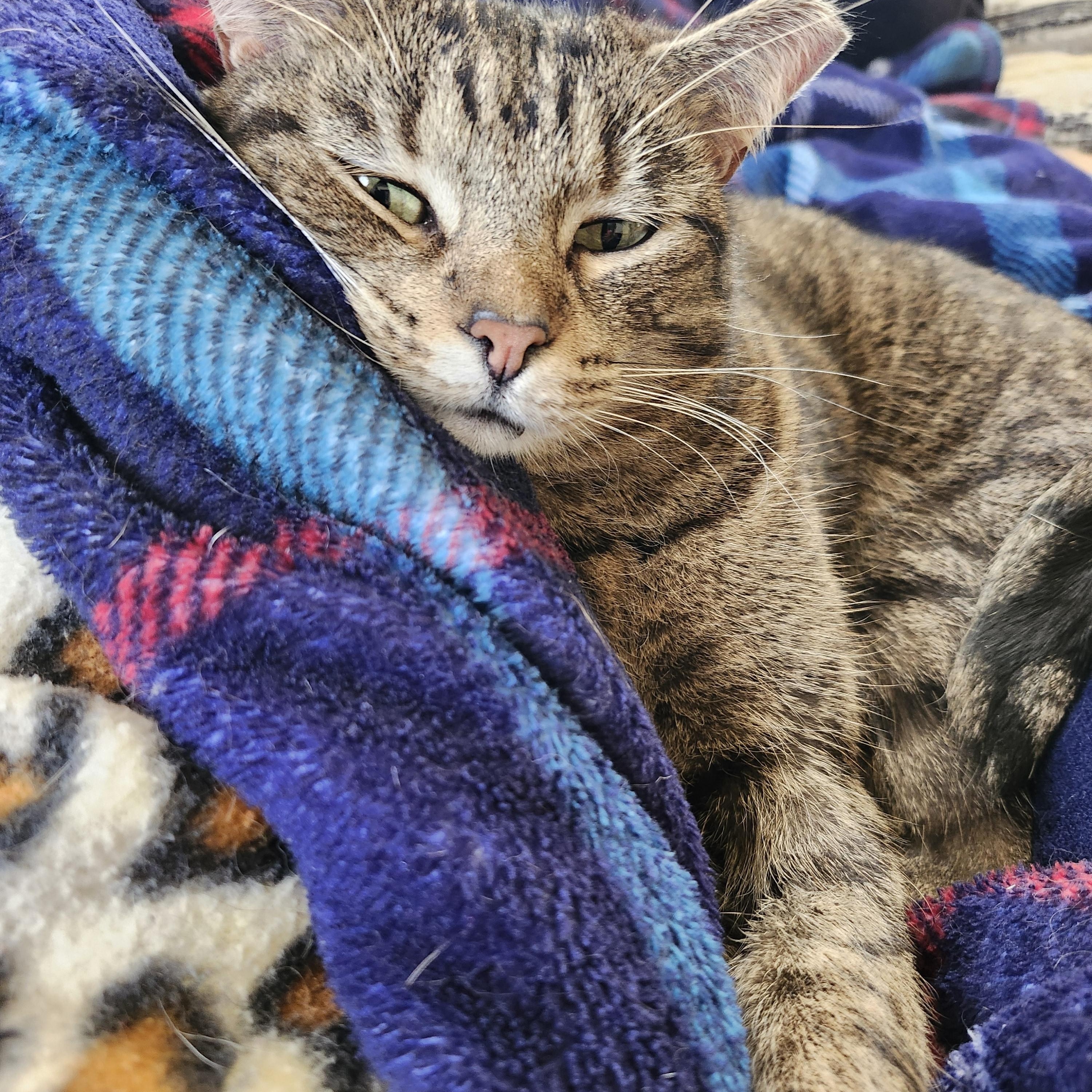 Enlarge Ruby Lue, a Adoptable Domestic Short Hair in Shippensburg , PA image 5/5
