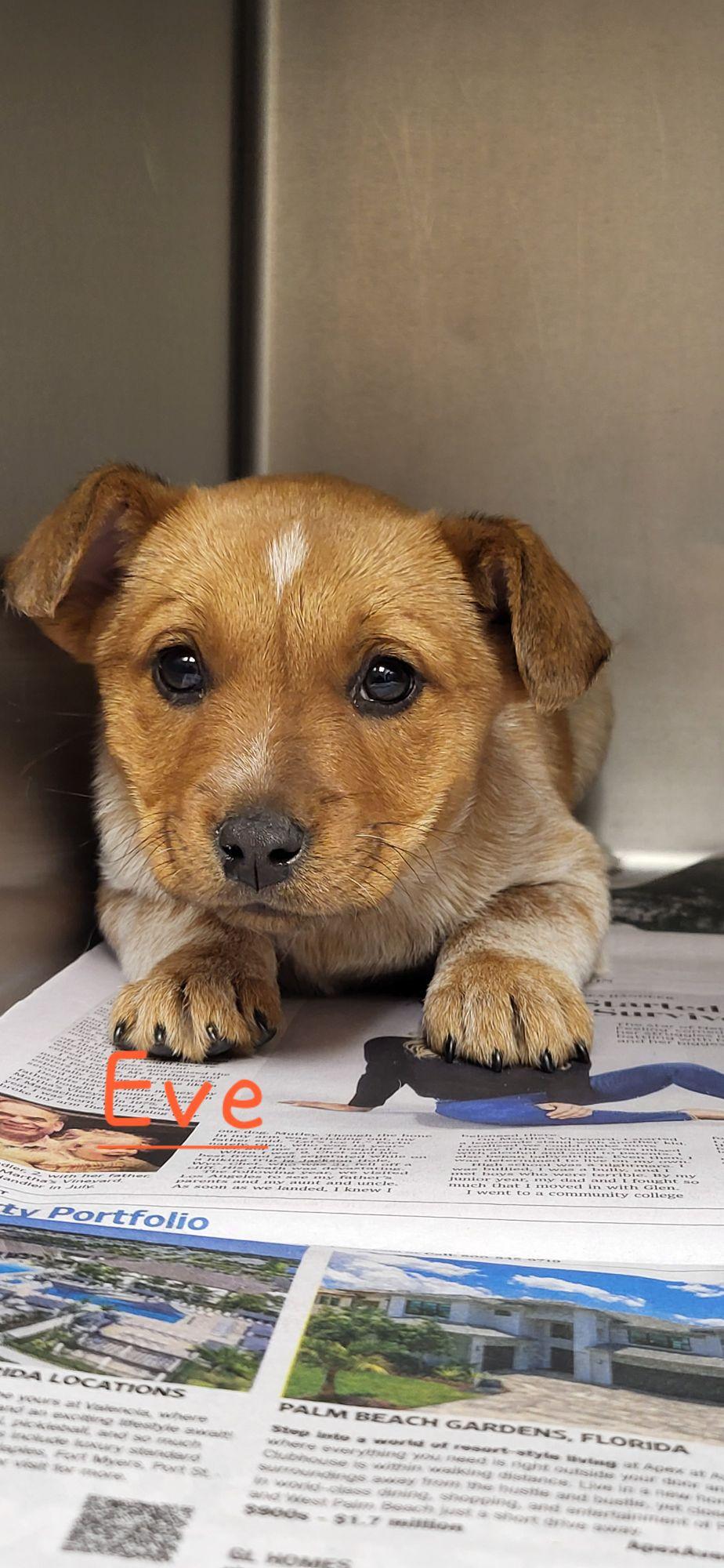 Enlarge Eve, a ADOPTABLE mixed breed in Marion, MS image 1/1