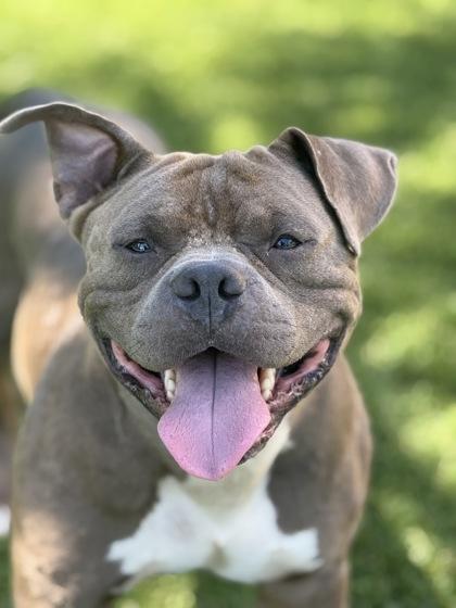 Archie - 3, a Adoptable mixed breed in Daytona Beach, FL image 1/2