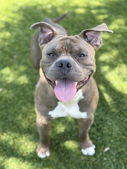 Archie - 3, a Adoptable mixed breed in Daytona Beach, FL image 2/2