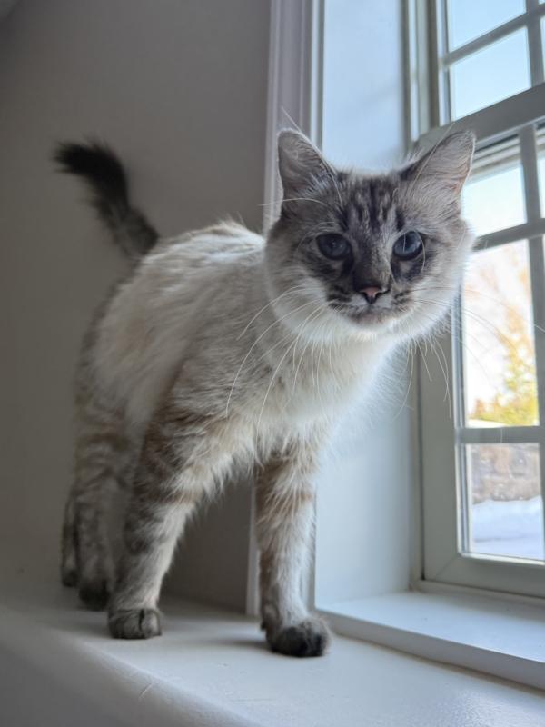 TALKEETNA, ADOPTABLE, Young Female Balinese & Siamese.