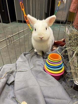 Enlarge Almond, a Adoptable mixed breed in Lowell, MA image 1/3