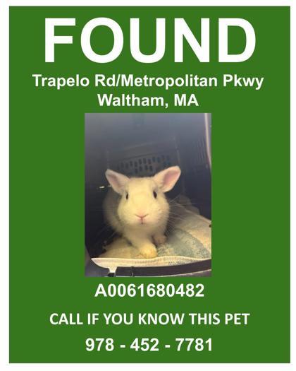 Enlarge Almond, a Adoptable mixed breed in Lowell, MA image 2/3