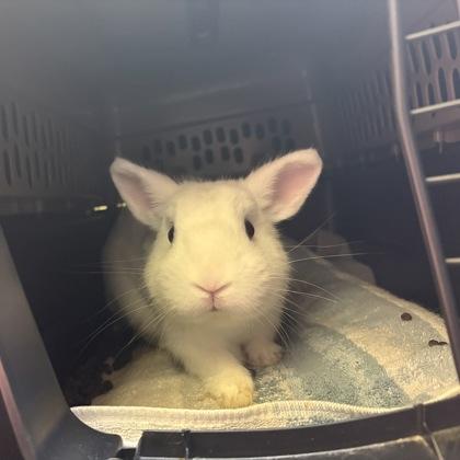Enlarge Almond, a Adoptable mixed breed in Lowell, MA image 3/3
