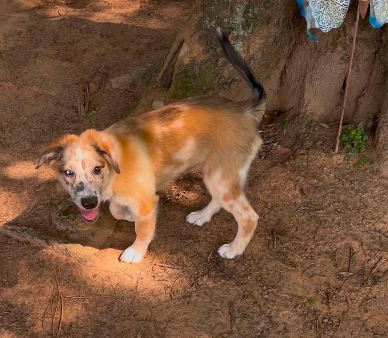 Enlarge Timberland, a Adoptable mixed breed in New Baltimore, MI image 2/6