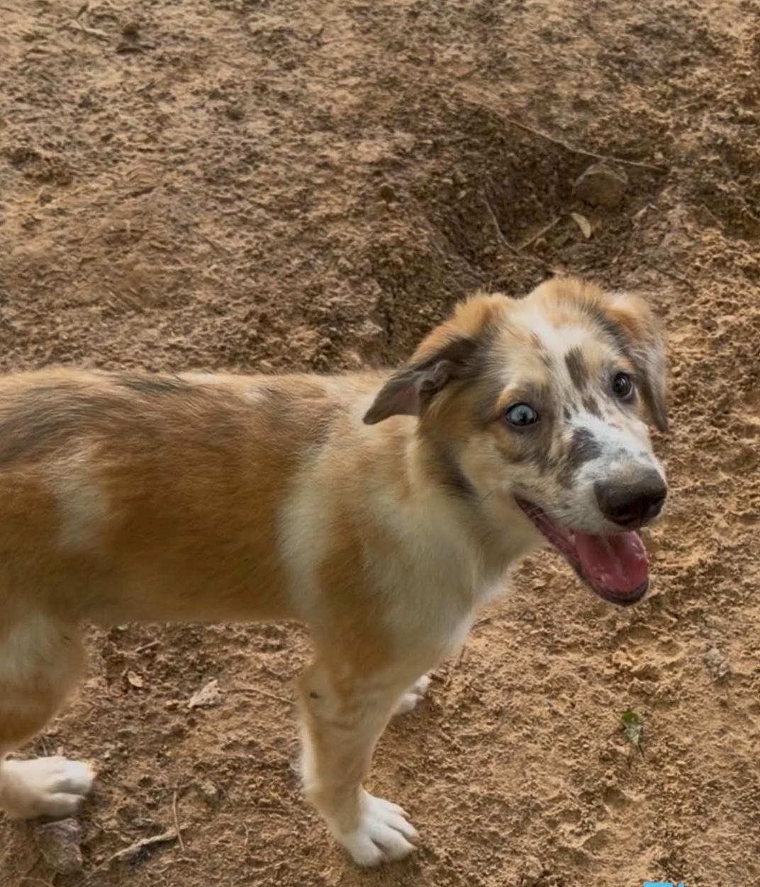 Enlarge Timberland, a Adoptable mixed breed in New Baltimore, MI image 4/6